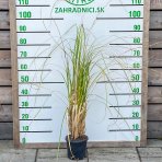 Kortadéria Pampová - Cortaderia selloana ´PINK FEATHER´, výška: 90-110 cm, kont. C3L